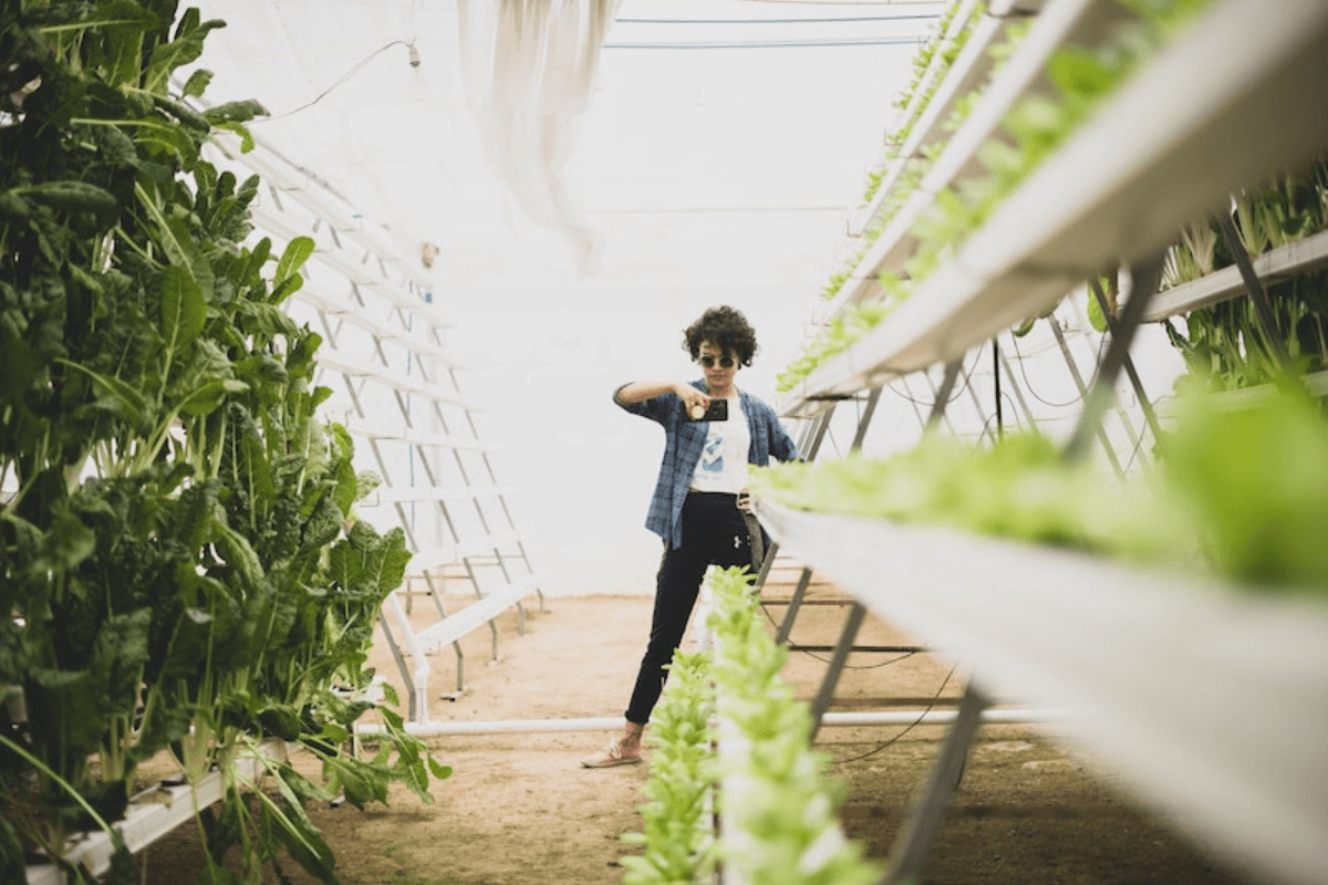 A person takes a photo inside a greenhouse filled with rows of lush green plants growing on vertical structures, showcasing what is hydroponics. 