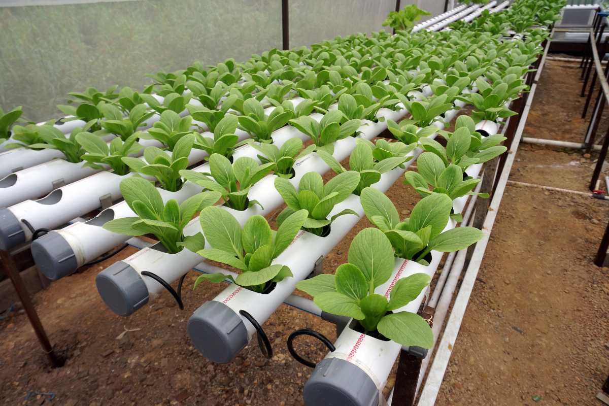 A hydroponic system with several rows of green leafy plants growing in white PVC pipes inside a greenhouse.