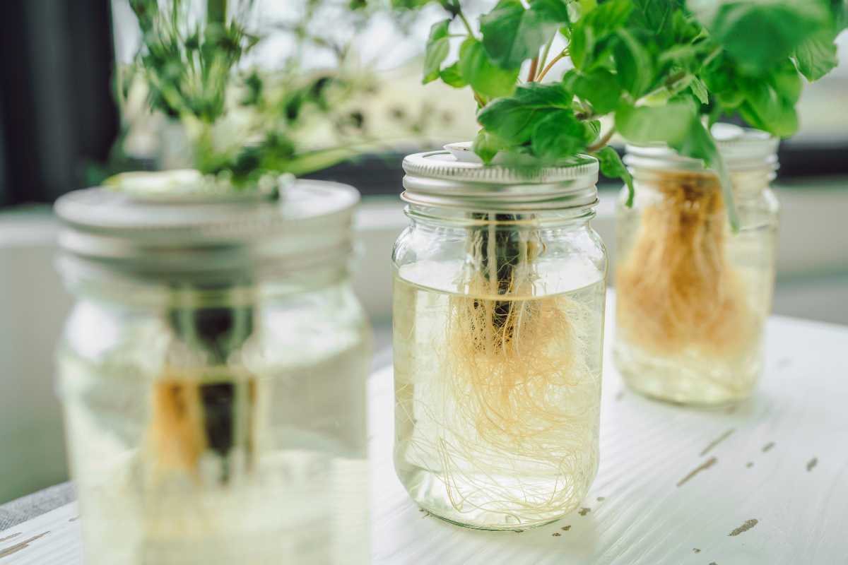 Three mason jars filled with water showcase a Kratky hydroponics setup, with plants' roots visible and green leaves thriving above the surface. 