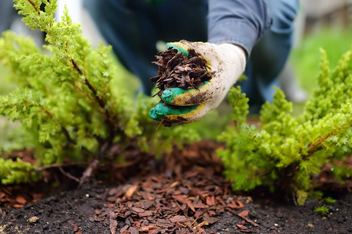 A person wearing gardening gloves is spreading types of mulch around green plants in a garden. 