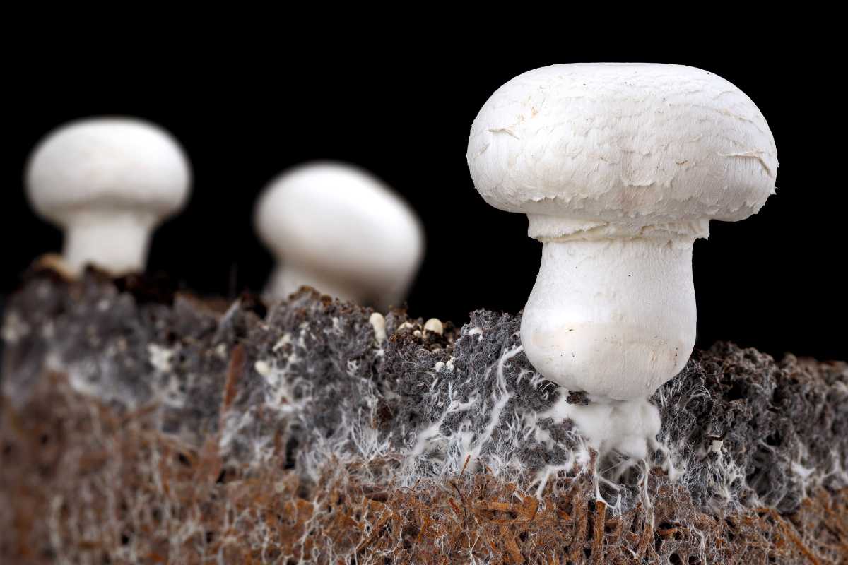 Three white mushrooms grow from dark soil against a black background..