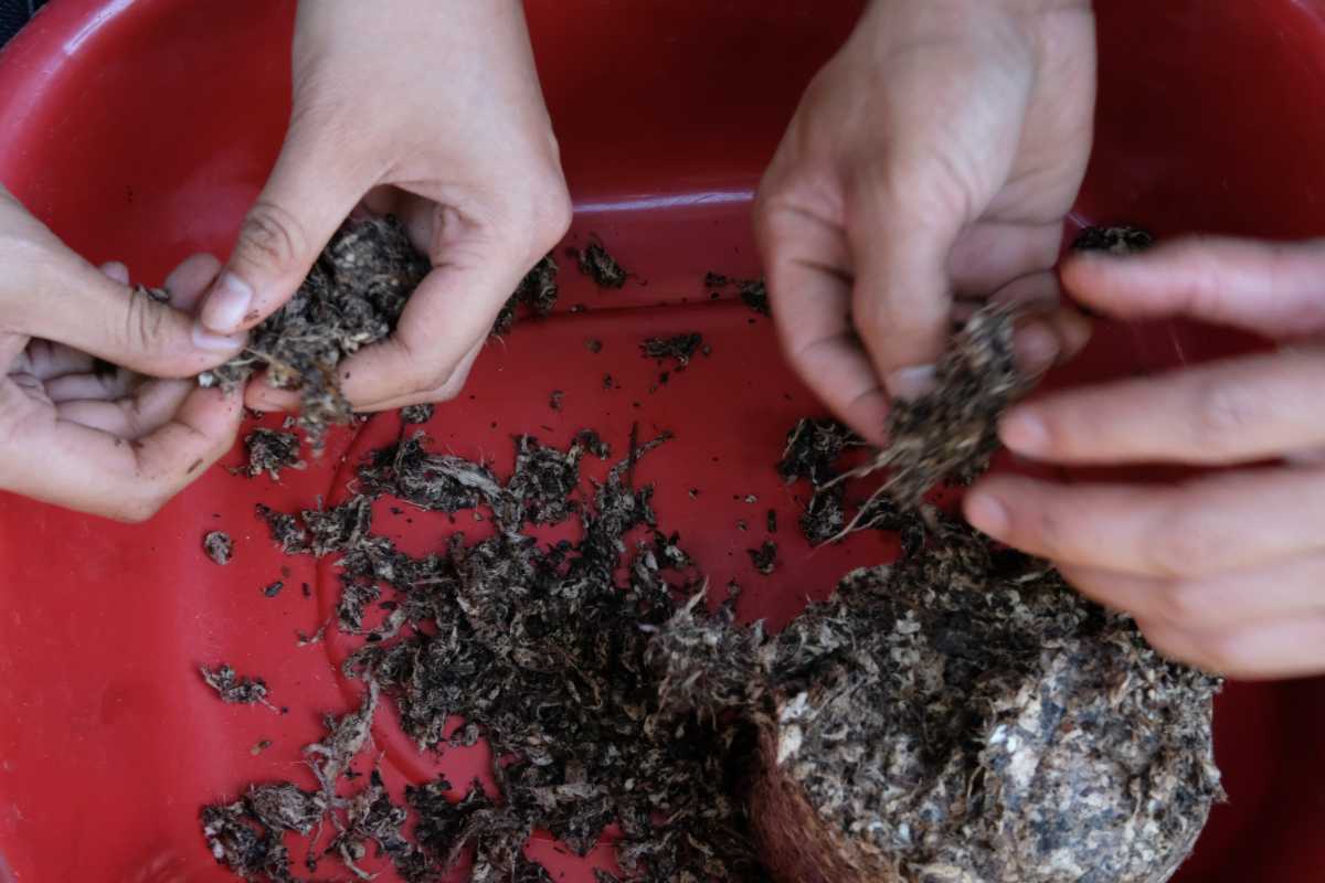 Hands are seen engaging in the act of shredding and breaking apart spent mushroom substrate in a red container. 