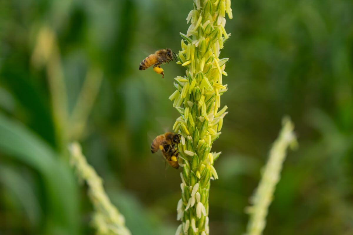 Two bees are collecting pollen from the flowers on a tall green plant of open-pollinated corn. The background is a soft focus of lush green foliage. 