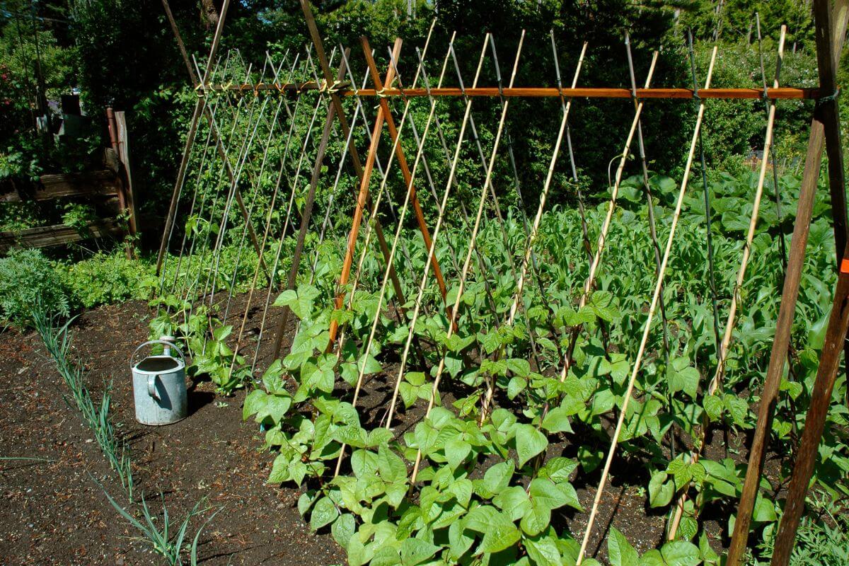 An organic garden with rows of lush green plants growing on a trellis structure made of wooden stakes.