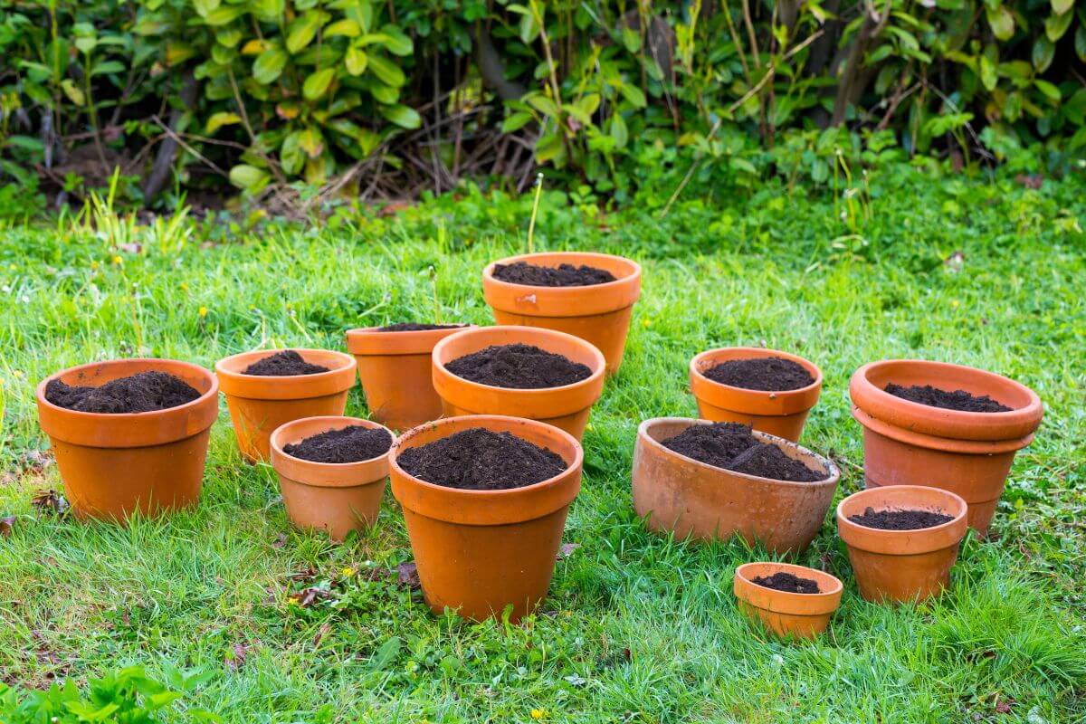 A collection of terracotta pots of various sizes filled with organic potting soil placed on a grassy area.