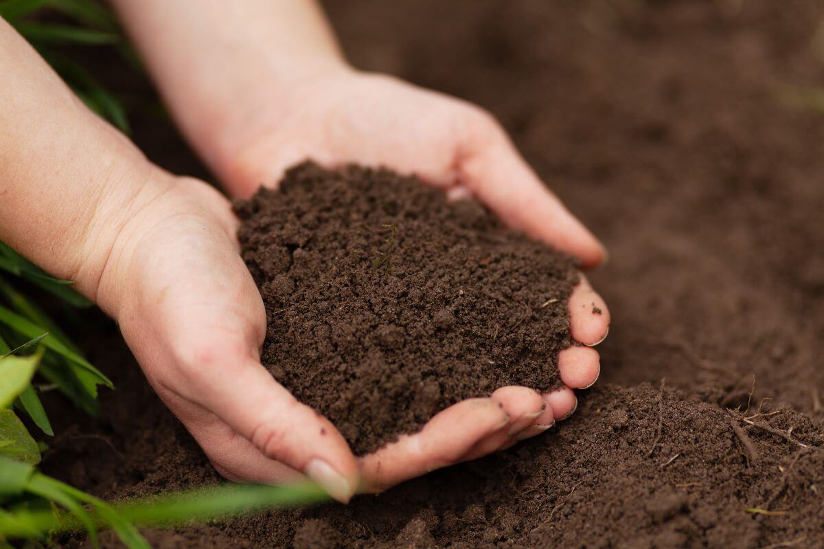 A close-up of two hands holding a mound of dark, rich, organic gardening soil.