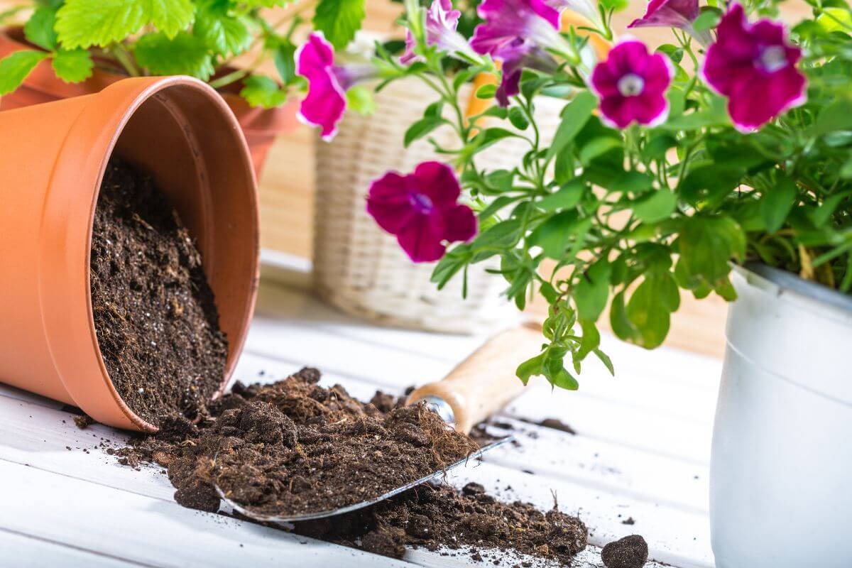 A horizontally positioned terracotta pot spills potting soil onto a white wooden surface.