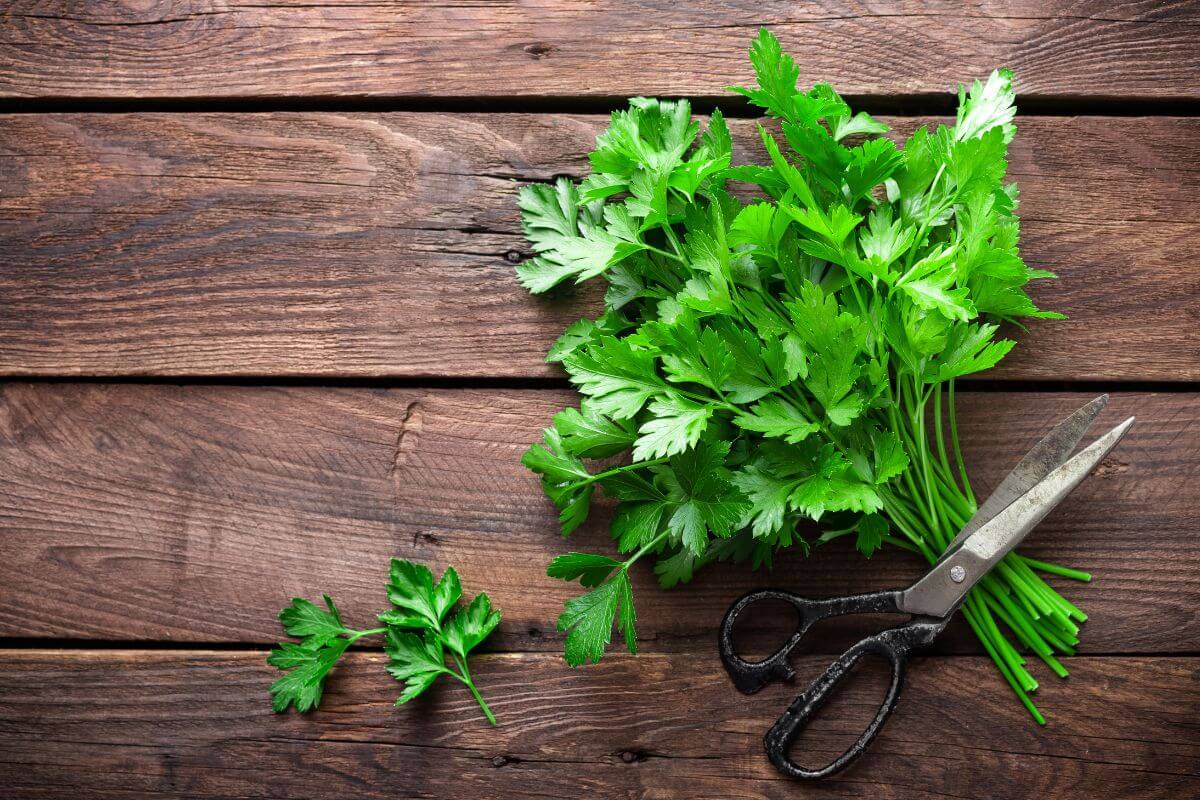 A bunch of fresh parsley lies on a rustic wooden surface next to a pair of vintage scissors, an essential tool for anyone learning how to prune parsley. 