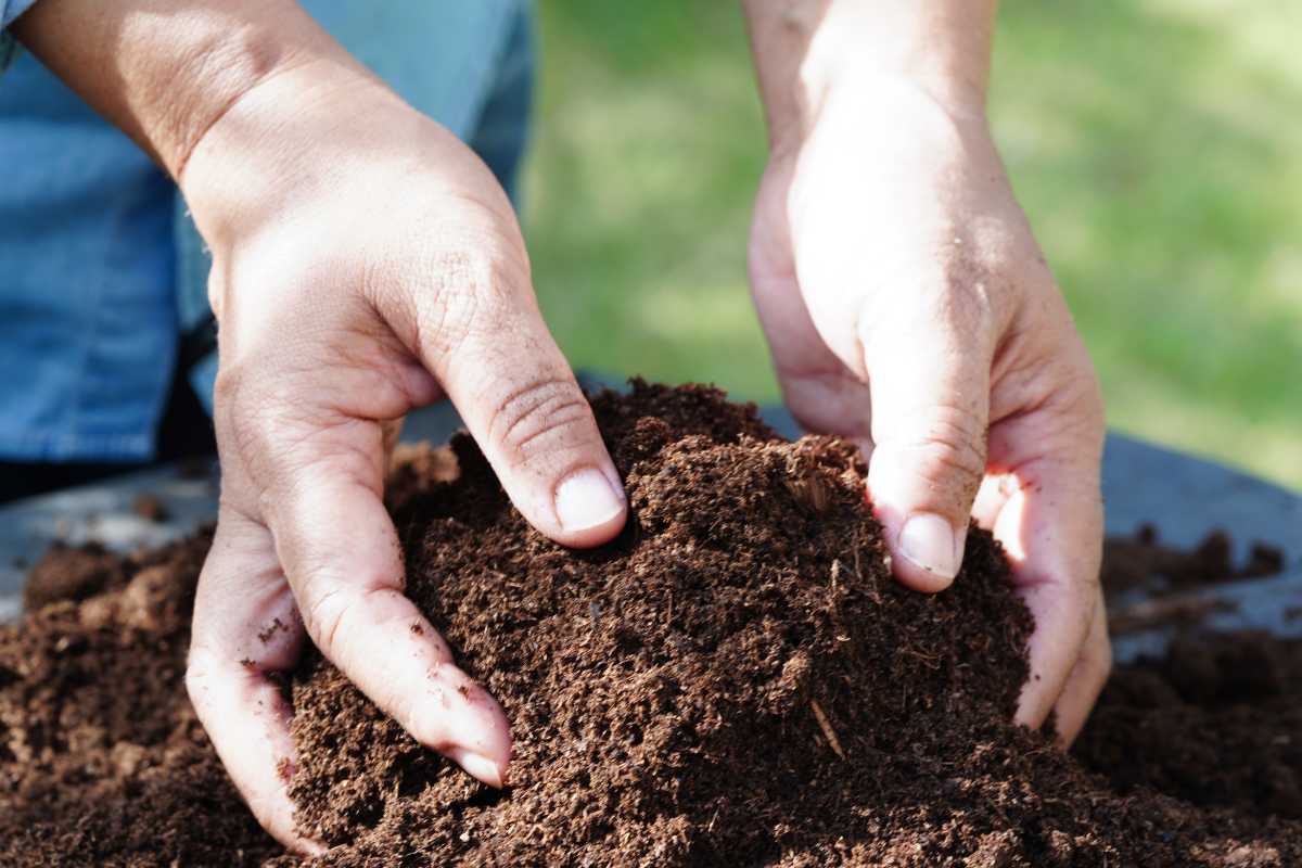 Two hands holding and sifting through a pile of rich, dark soil. The background is slightly blurred, showing green grass and a hint of a blue garment.