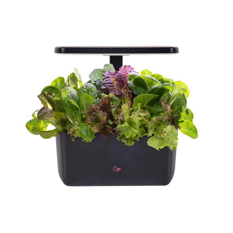 An AeroGarden Harvest features a variety of leafy green plants flourishing in a rectangular black container. The plants are illuminated by an overhead LED grow light seamlessly attached to the setup.