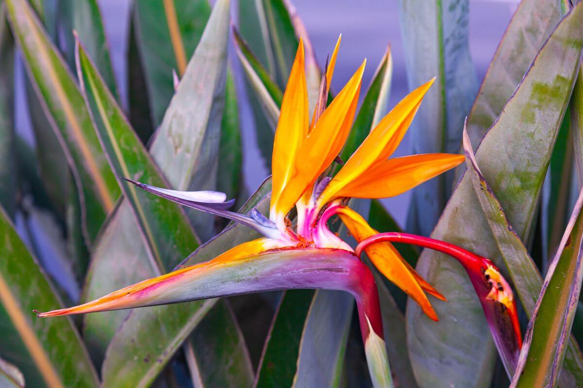 A close-up of a vibrant orange Bird of Paradise flower with striking orange and purple petals. The flower is surrounded by tall, green leaves.