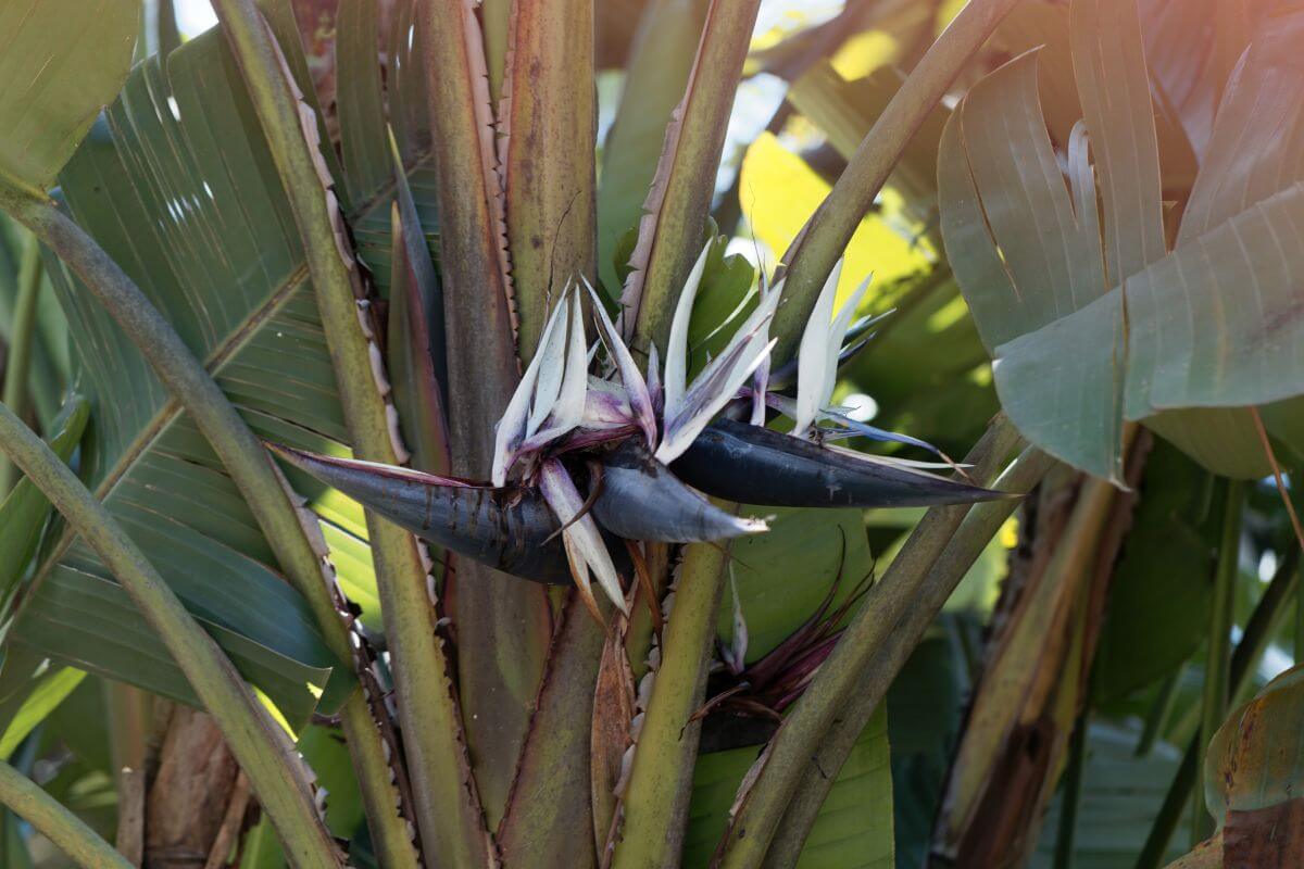 A close-up of a large tropical White Bird of Paradise plant with thick, sturdy stems and broad, green leaves. Prominent, dark purple and white flowers emerge from the center of the plant, contrasting with the lush greenery. 