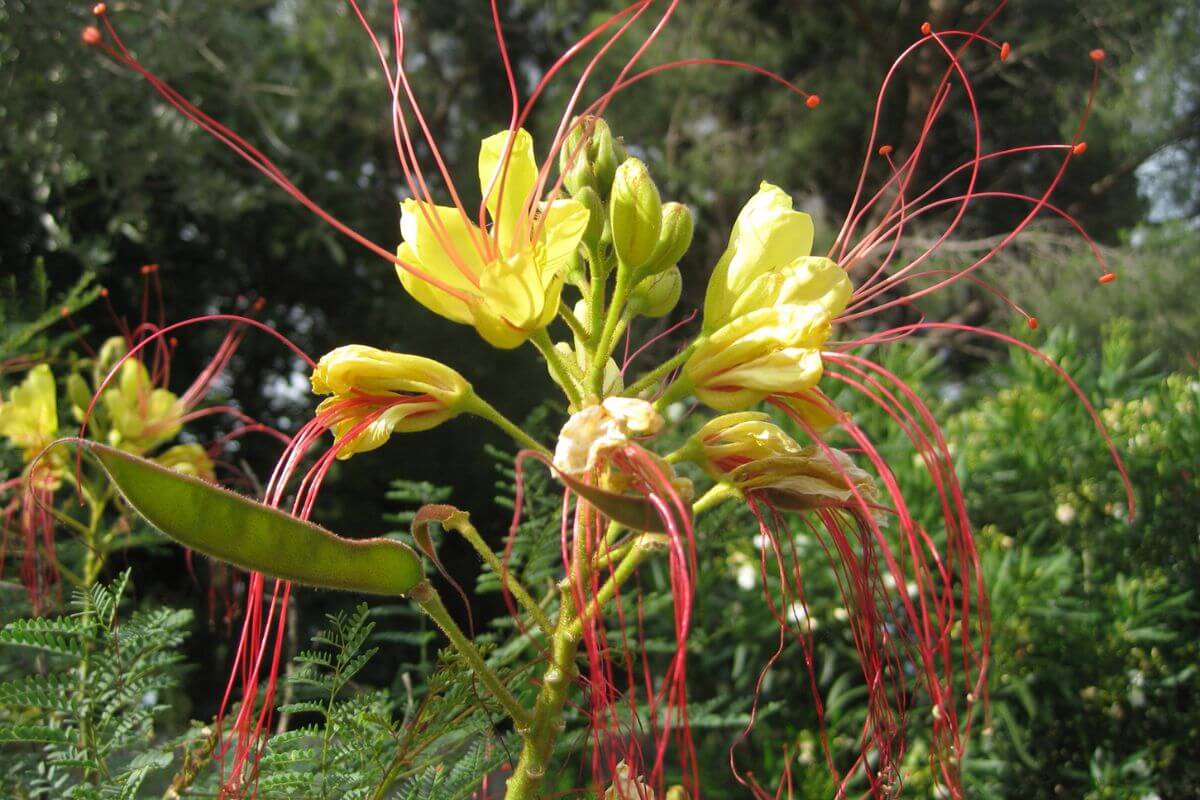 A Yellow Bird of Paradise shrub (Caesalpinia gilliesii) displaying vibrant yellow flowers with long, slender red stamens. Green foliage and other blurred flowers are in the background.