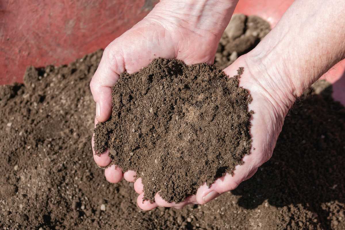 Two hands are cupped together holding a pile of dark, rich topsoil. 