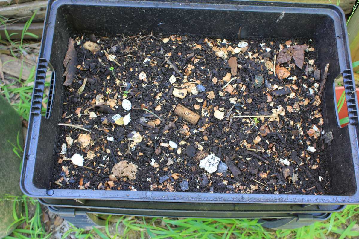 A black rectangular compost bin filled with unfinished compost with dark soil, small bits of organic matter, and some eggshells. 