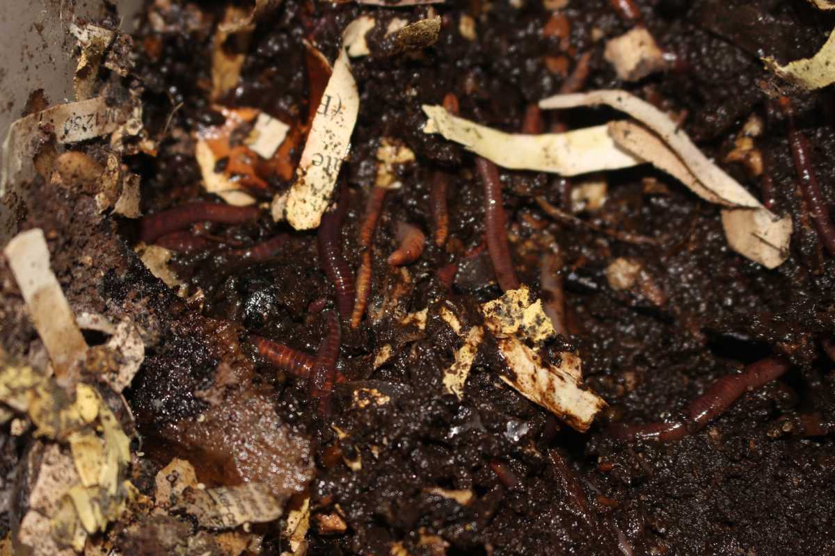 A compost pile with several reddish-brown worms and decomposing organic material, including scraps of paper and food.