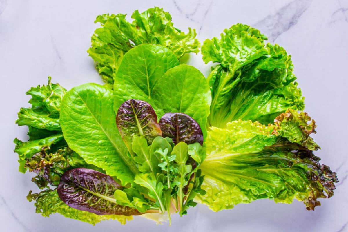 A variety of fresh lettuce leaves, including green romaine, red romaine, and curly green leaf lettuce, are arranged on a marble surface. 