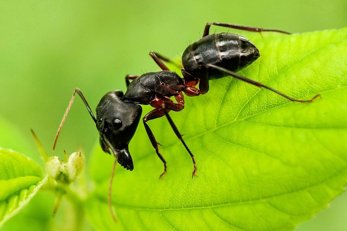 Close-up image of a black ant with visible antennae and mandibles, standing on a green leaf in a vegetable garden.