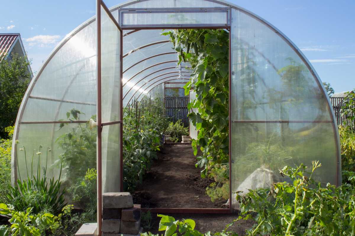 A greenhouse made of transparent plastic with a metal frame, filled with lush green plants and vegetables. 