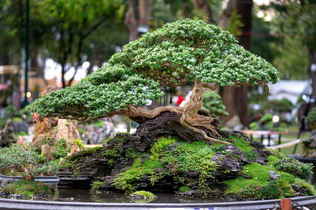 A beautifully sculpted bonsai tree boasts a wide, sprawling canopy and a twisted trunk displayed on a rocky base. 