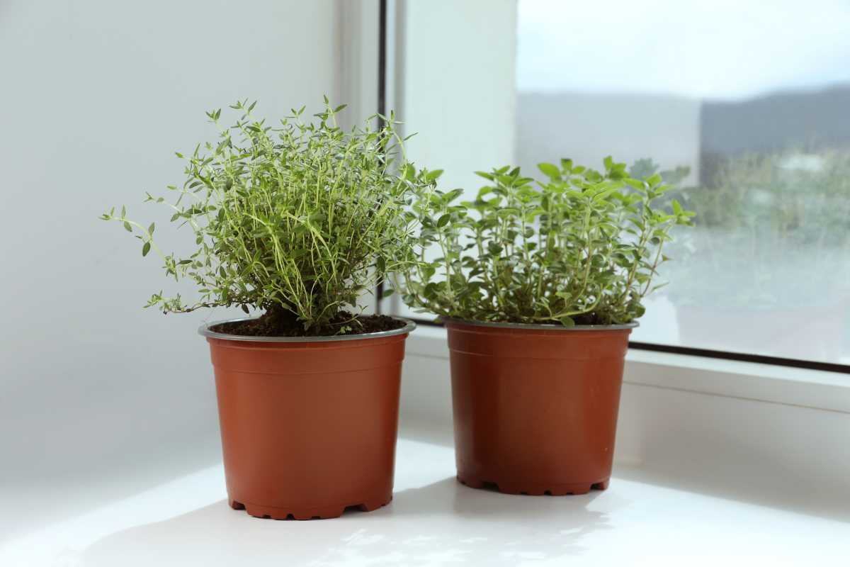 Two small potted herb plants sit on a windowsill with green foliage. The window behind them reveals a blurred outdoor background, indicating a view of the outside. The terracotta pots are uniform and round. 