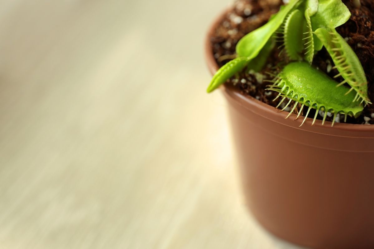 A close-up of a Venus flytrap plant in a small brown pot.