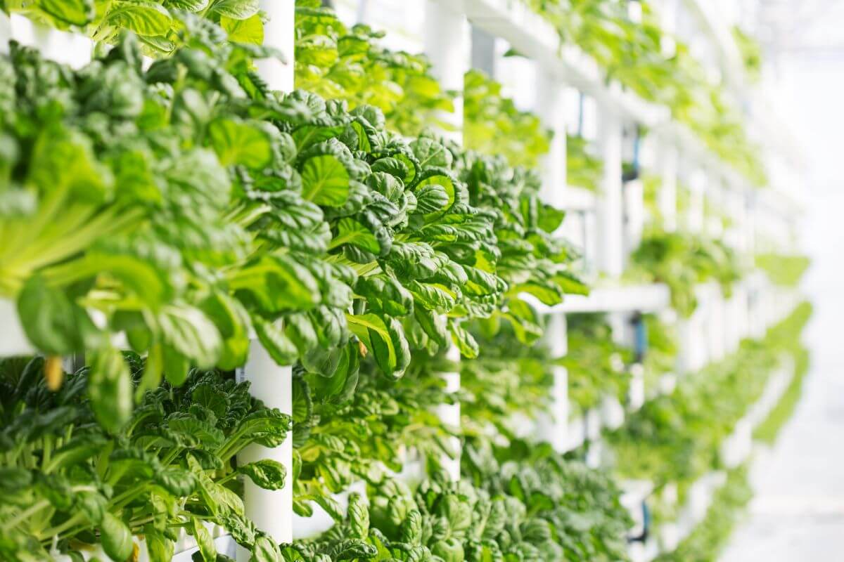 A vertical hydroponic farm with lush green hydroponic basil growing in stacked rows of white tubes.