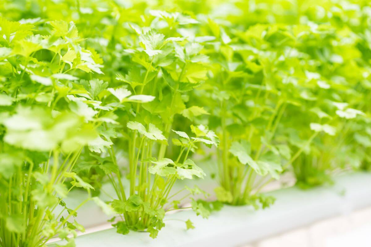 Close-up image of fresh cilantro plants growing densely in a hydroponic setup.