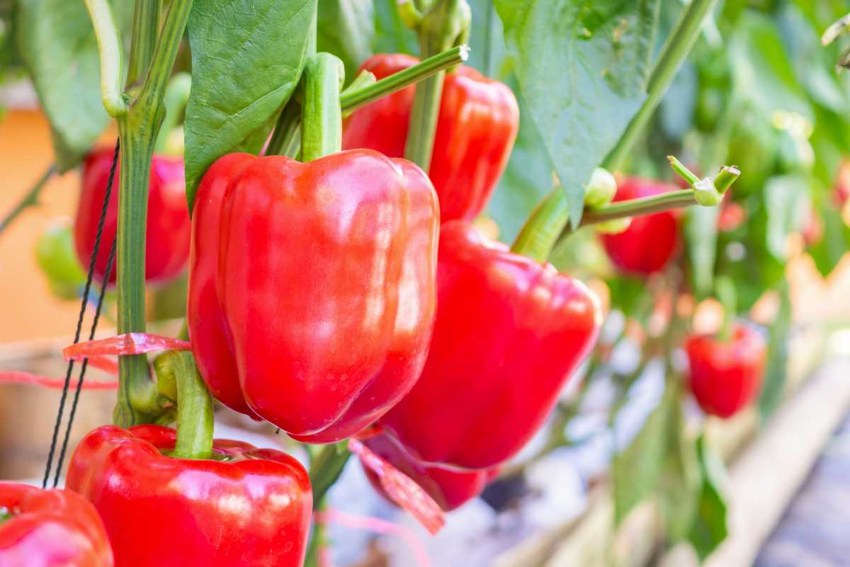 Red hydroponic peppers hanging from green plants in a garden. 