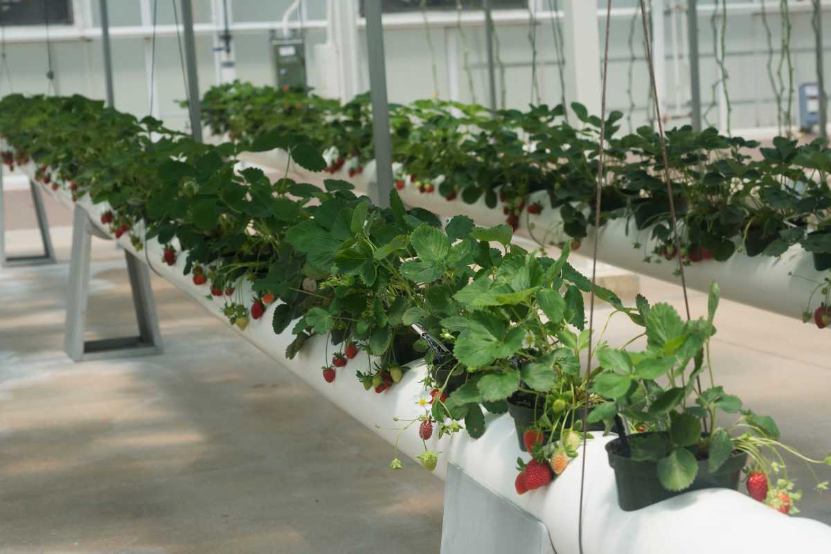 Hydroponic strawberries thrive in long white troughs inside the greenhouse, with unripe green and ripe red berries peeking through lush foliage. 