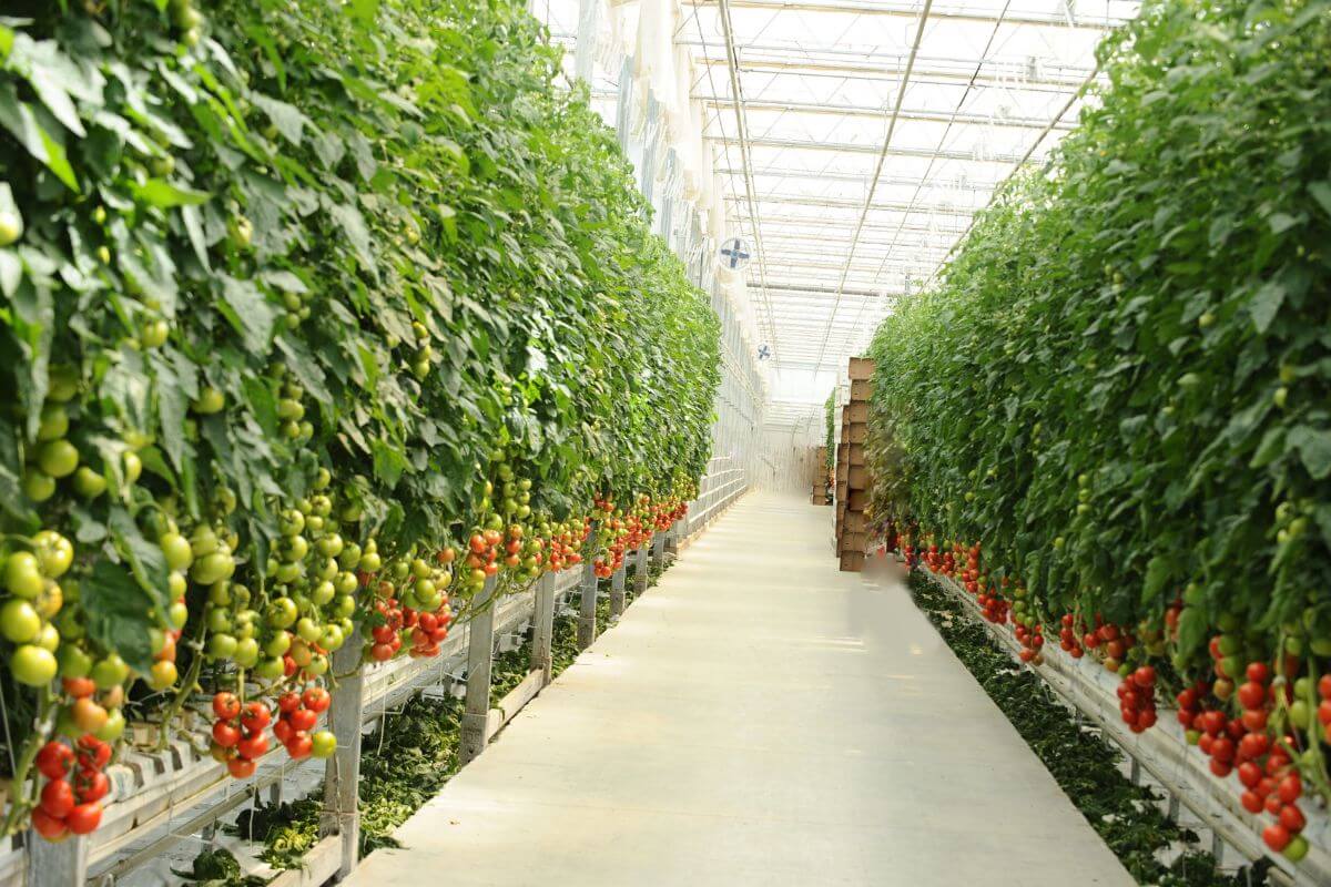 A bright, spacious greenhouse features rows of tall hydroponic tomato plants with clusters of ripe red and green tomatoes hanging near the bottom.