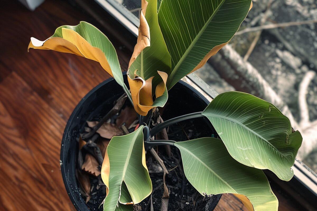 A potted bird of paradise plant with its leaves curling at the edges sits by a window on a wooden floor. 