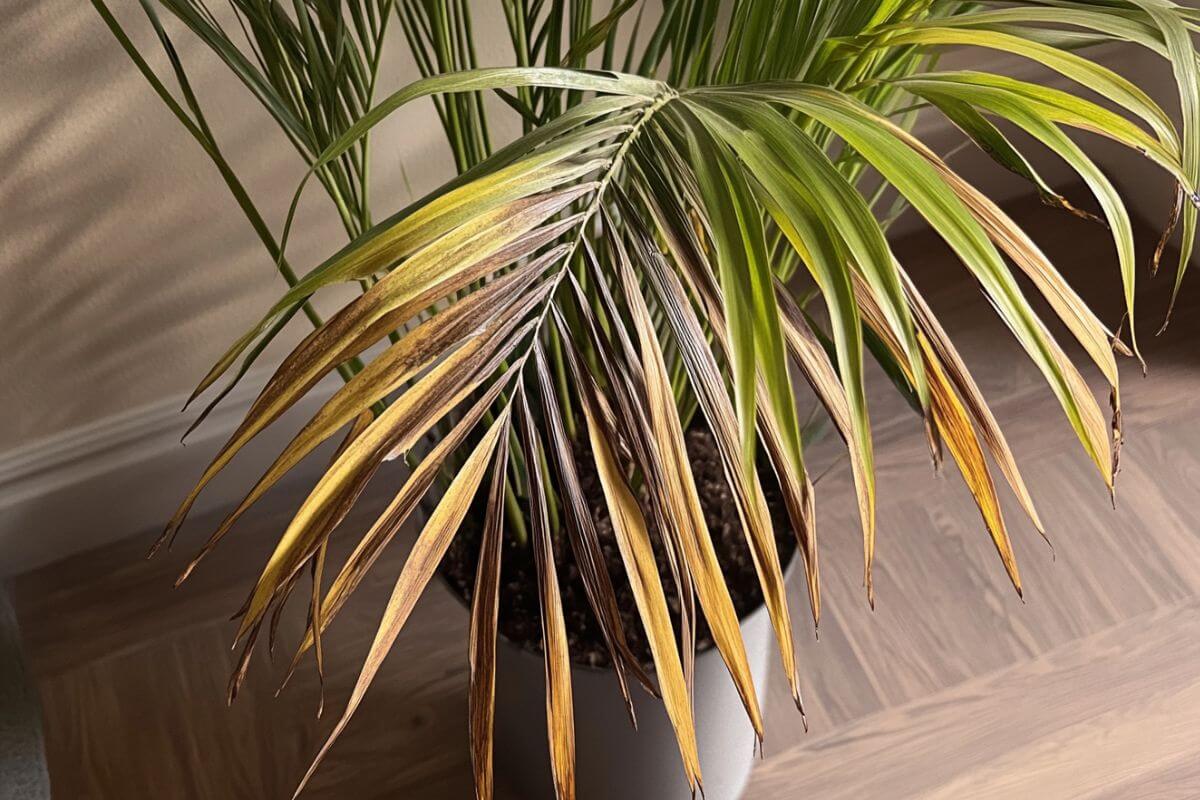 A potted indoor palm tree with long, narrow leaves is showing signs of browning and dried edges.