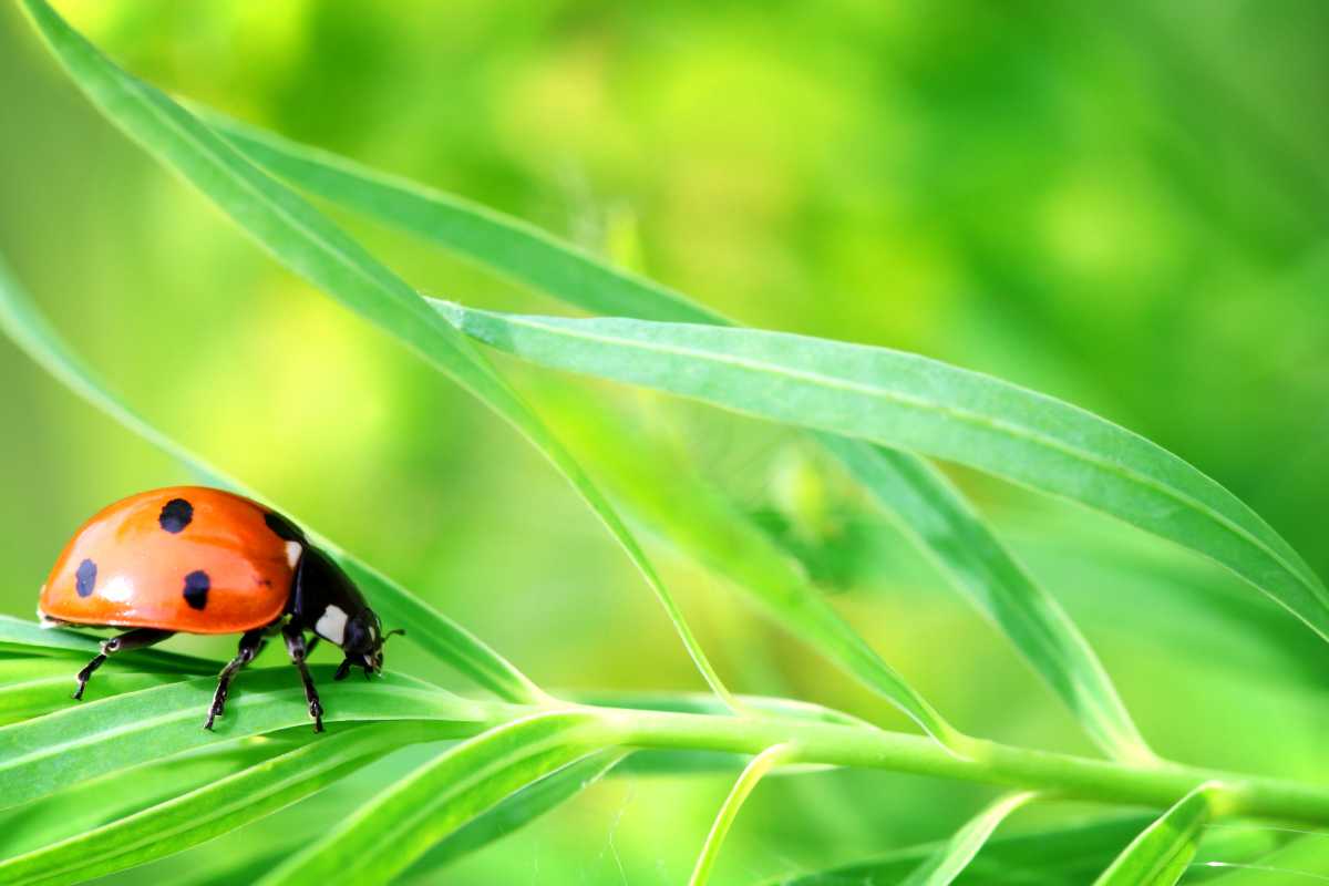 A ladybug with a bright red shell and black spots, crawling on a slender green leaf.