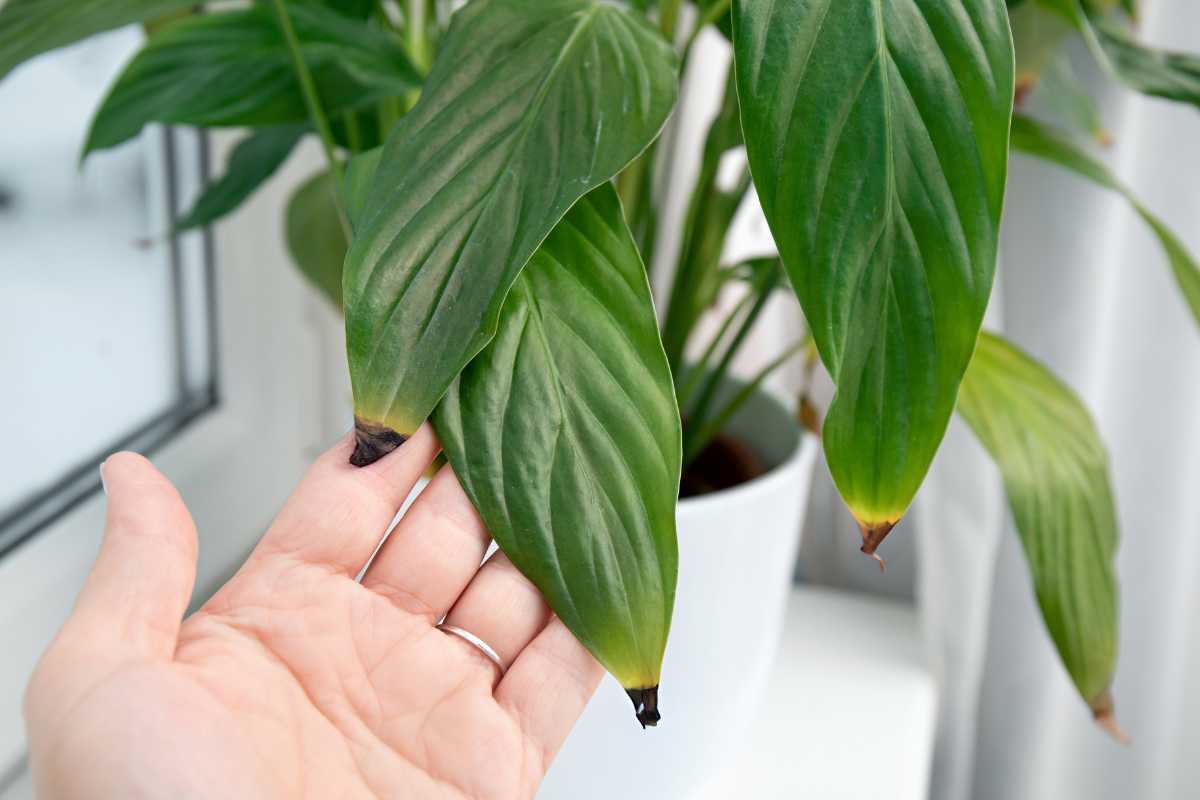 A person holding a leaf of a peace lily plant with some leaves showing black tips.