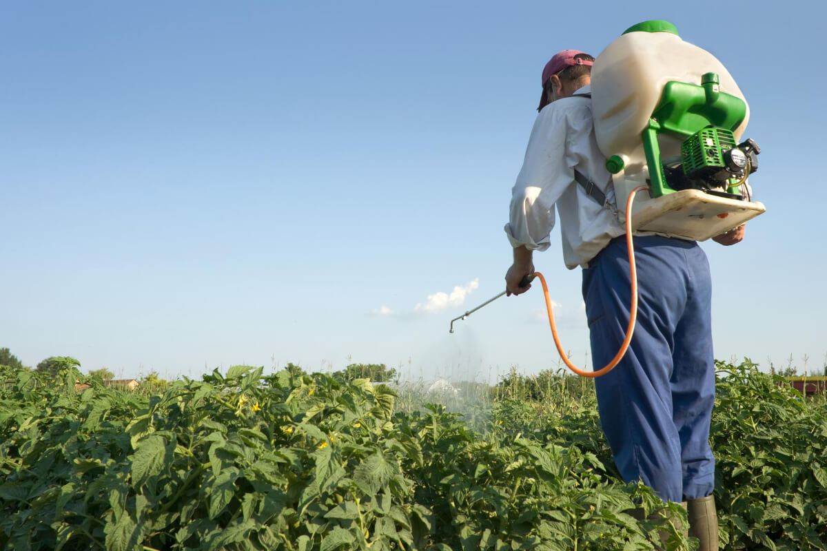 A person wearing protective clothing and a backpack sprayer is applying pest control chemicals to crops in a field on a clear day. 