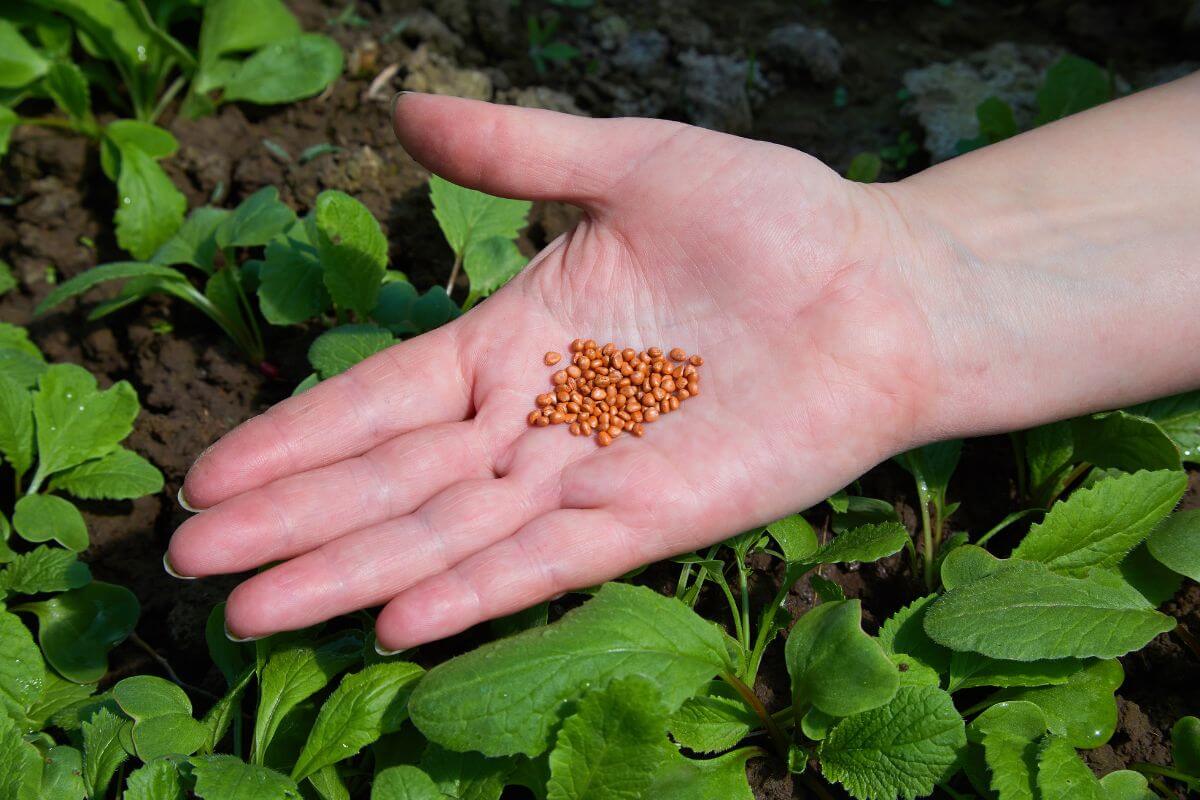 A hand holds reddish-brown seeds above a garden bed with young green plants, illustrating seed saving in a thriving garden setting.