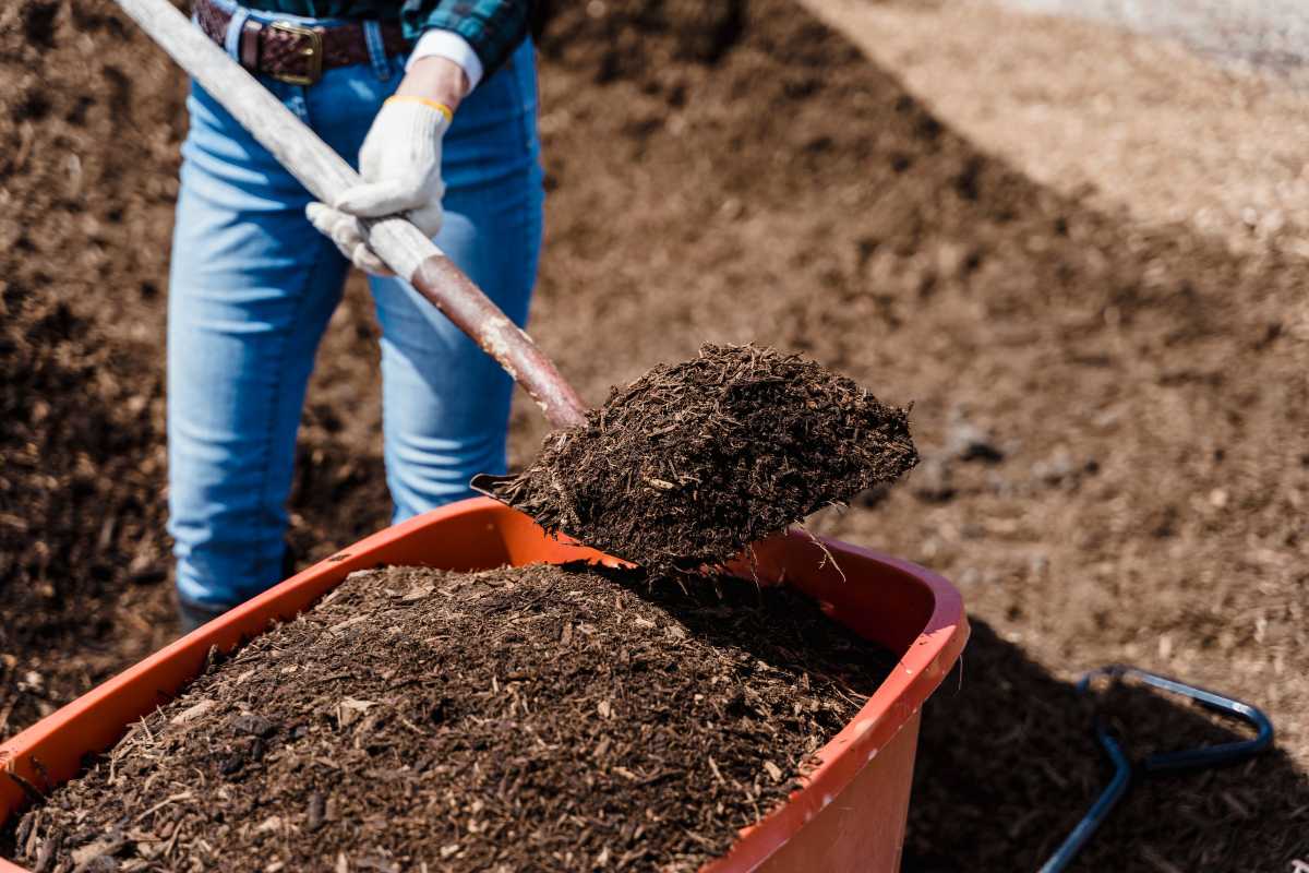 A person in jeans and gloves uses a shovel to scoop mulch into a red wheelbarrow, with a large pile of mulch in the background. 