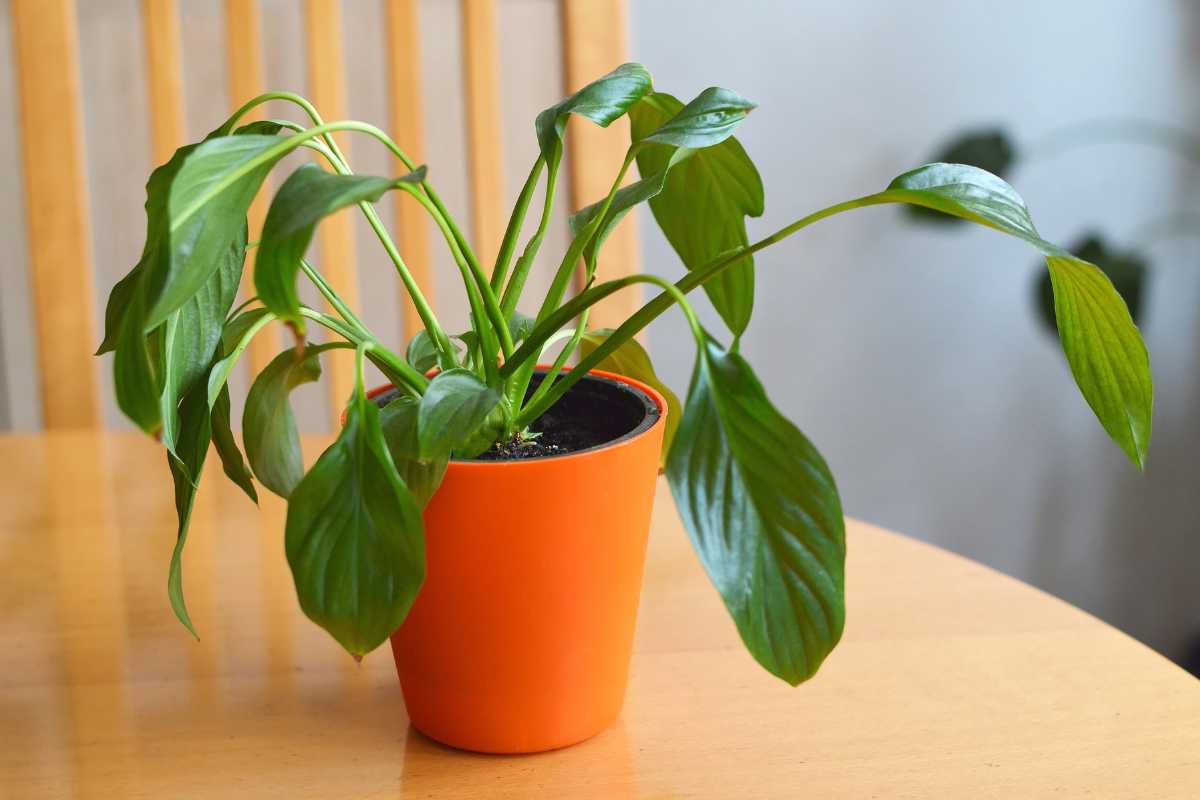 Peace lily houseplant with wilting green leaves. The plant is sitting on top of a rounded table with blurred background.