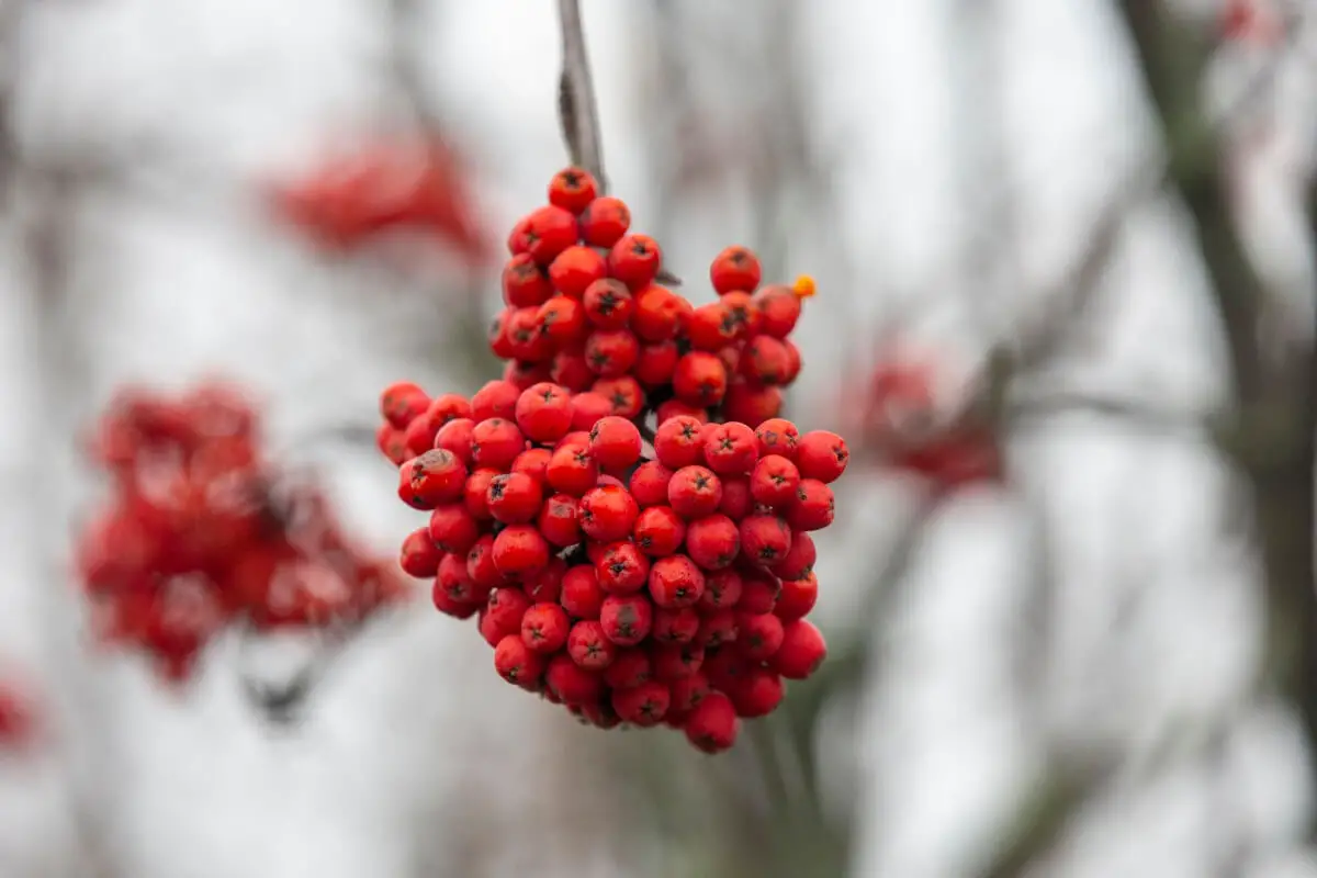 A cluster of winterberries, one of the poisonous red berries, hanging from a branch.