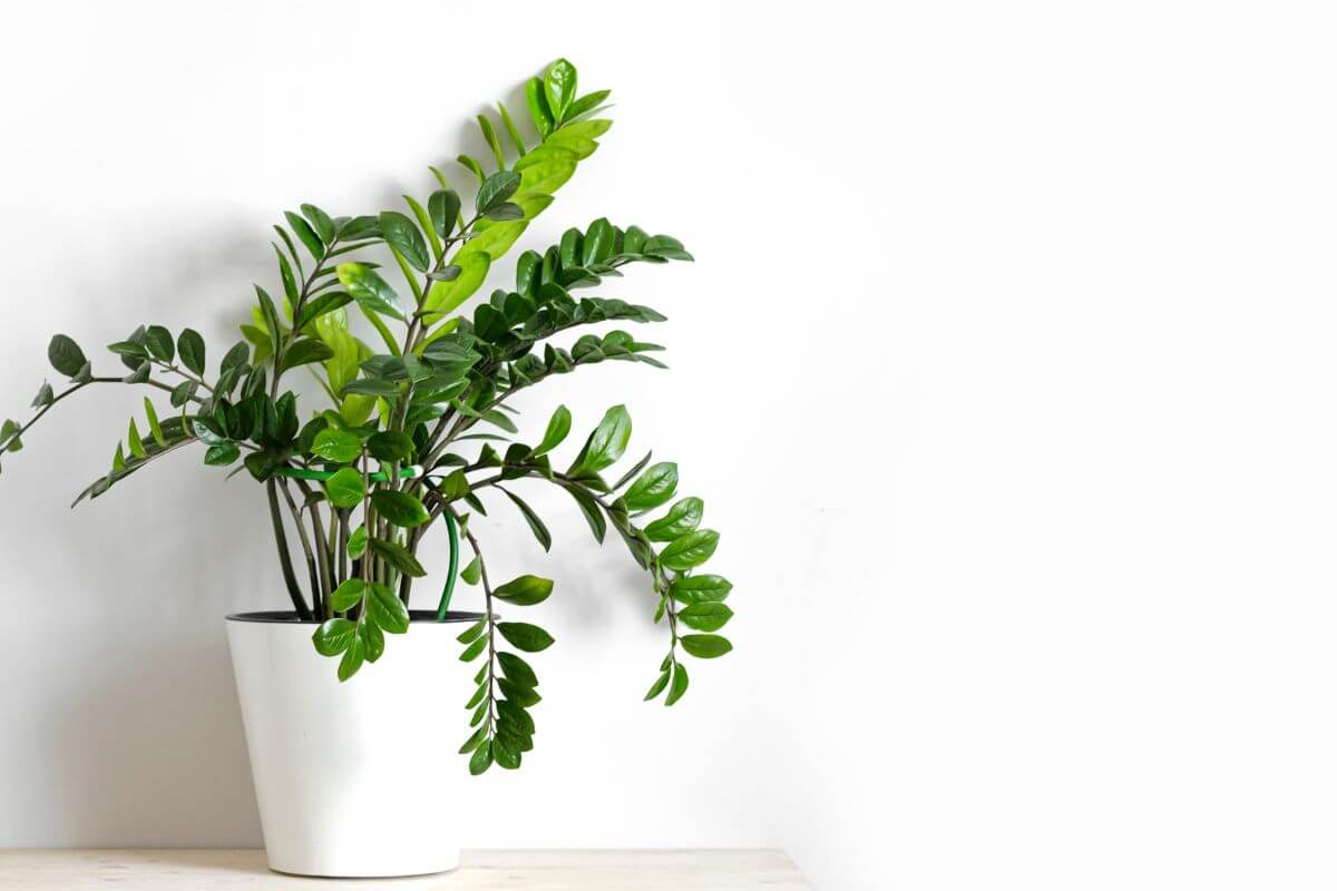 A ZZ plant with glossy, dark green leaves sits elegantly in a white pot.