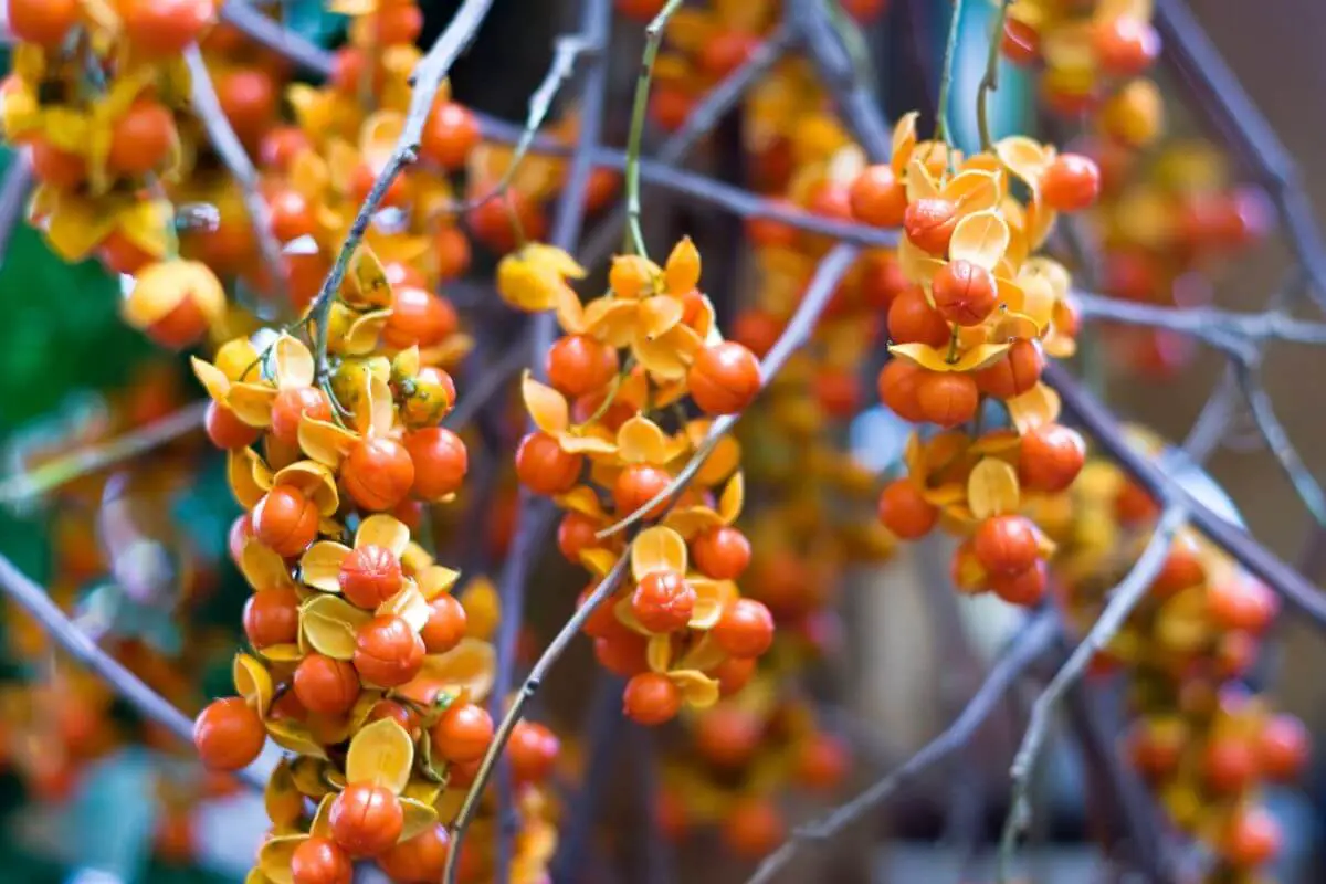 Vibrant orange, yellow, and red poisonous American bittersweet berries clustered densely on thin branches.