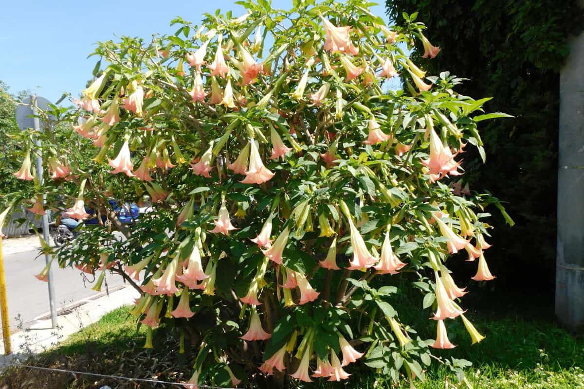 Angels Trumpet