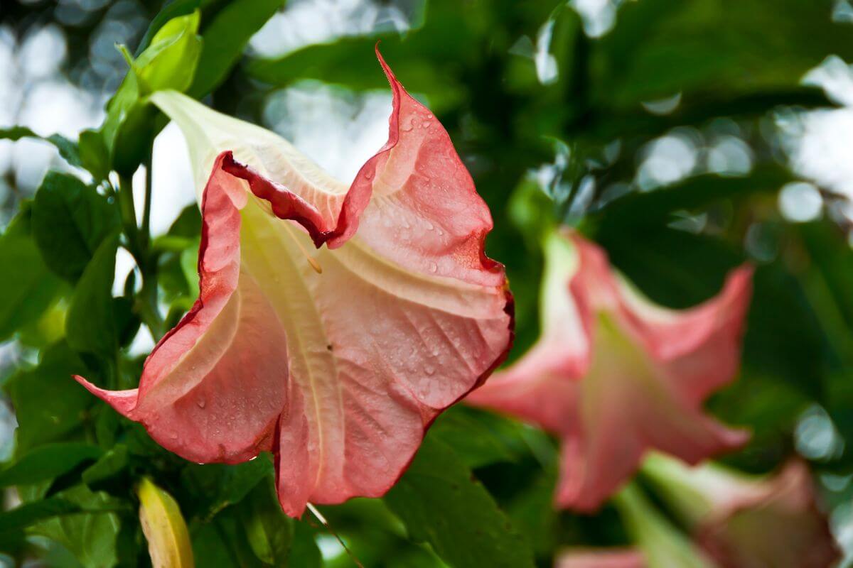 A close-up of the beautiful bell-shaped flower of an angel's trumpet with water droplets.