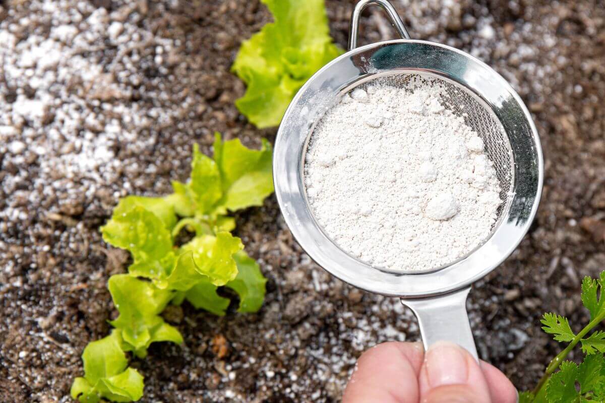 A hand is holding a metal sifter containing diatomaceous earth powder over a garden bed with small green plants. 