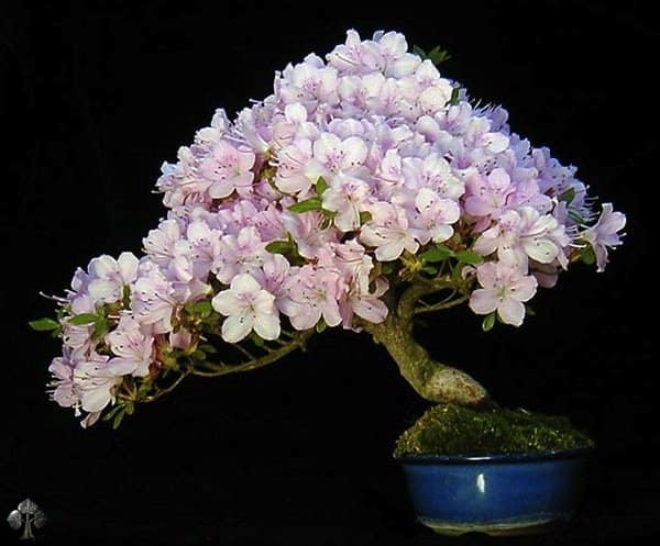 Azalea Flowering - Most Expensive Bonsai Tree