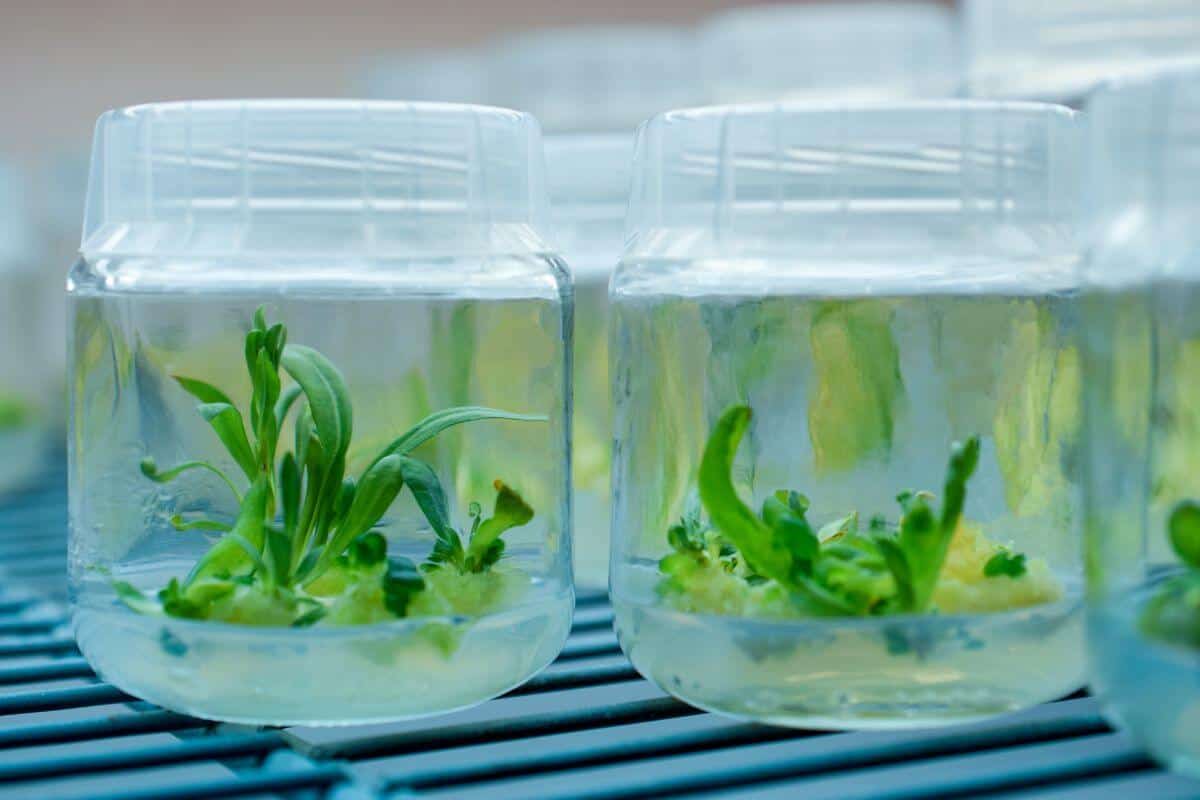 Baby Plants Getting Nutrients from Water Solution
