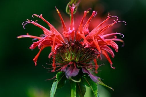 Bee Balm Outdoor Plants That Repel Mosquitoes