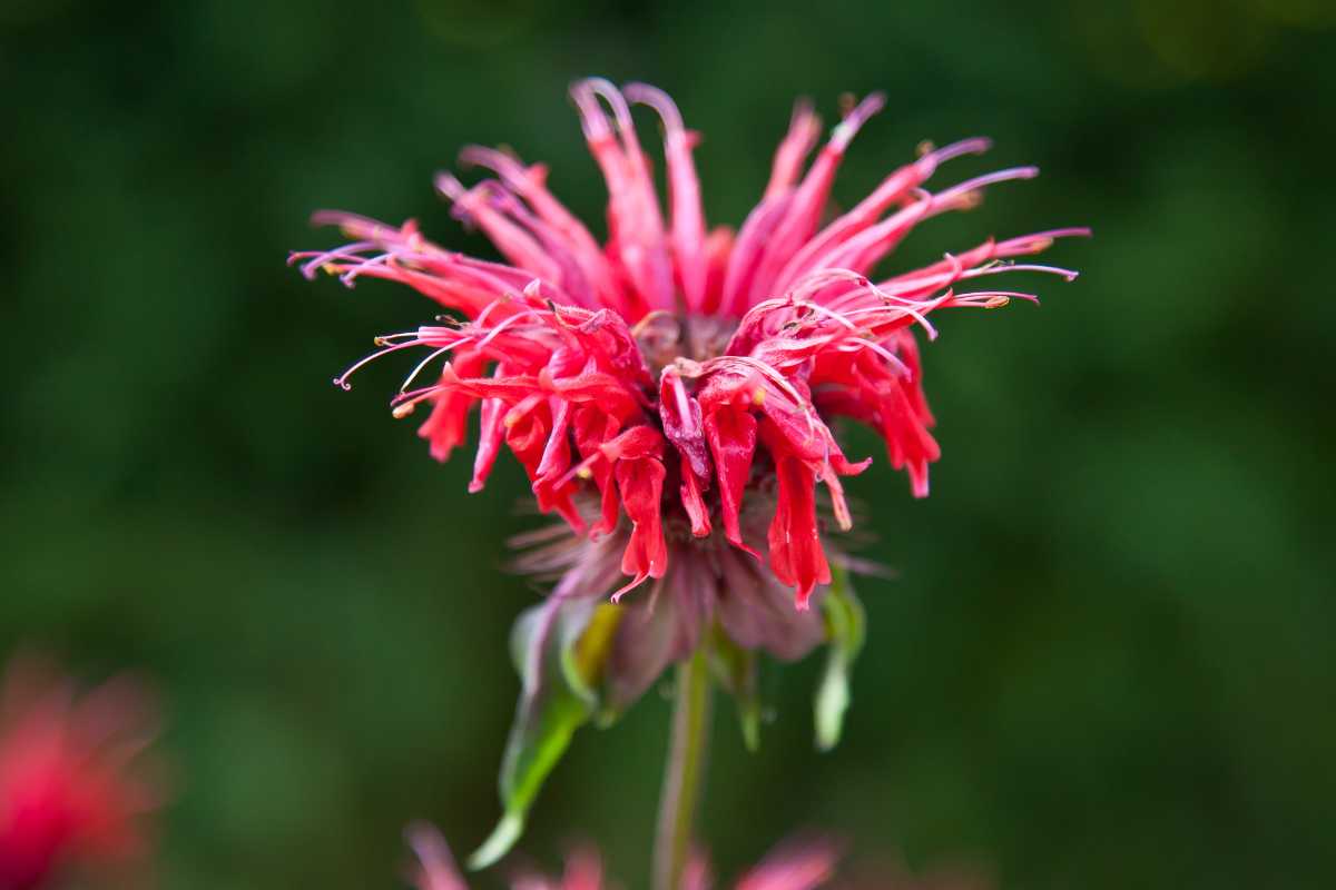 A vibrant beebalm (Monarda) flower in full bloom. The flower has elongated, red petals that are slightly spread out, creating a spiky appearance. 