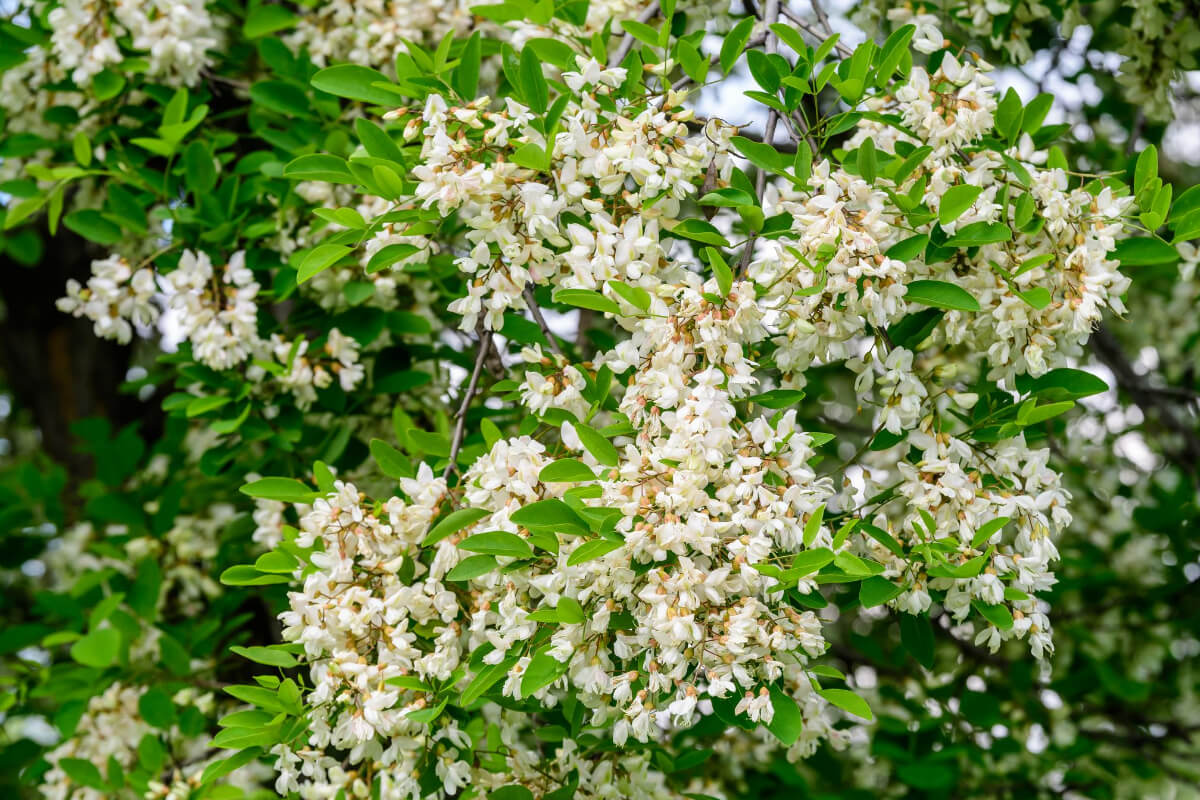 A black locust tree with clusters of white, edible wild flowers and green leaves.